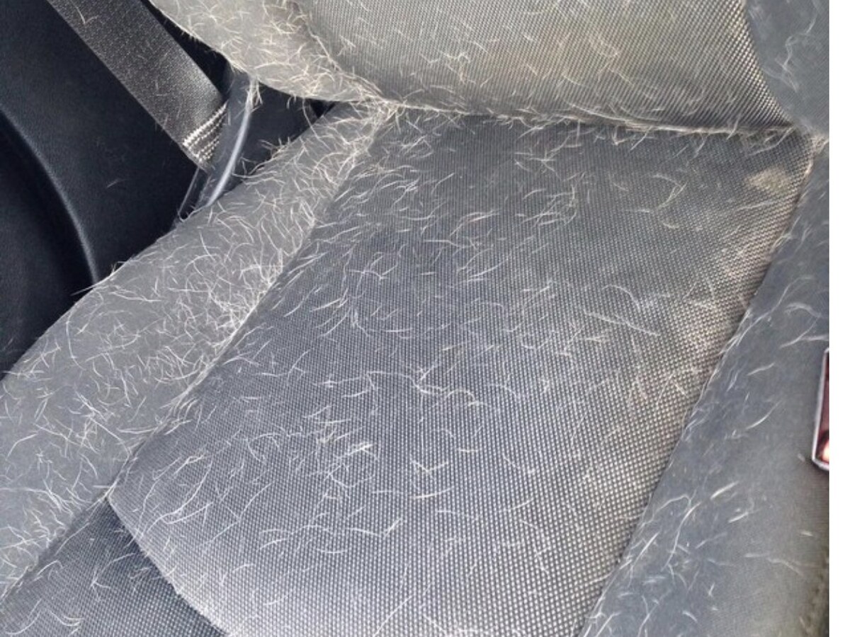 Vehicle seat covered in pet hair before removal
